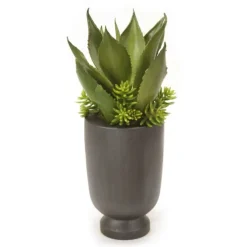 Aloe and Mini Succulents in Wood Vase