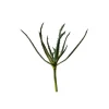 17"Aloe Stem x 1 (Medium)