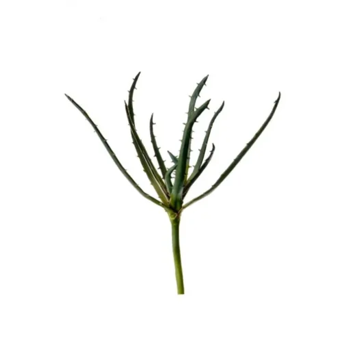 17"Aloe Stem x 1 (Medium)