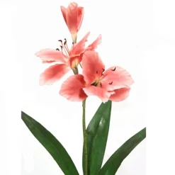 Amaryllis - Claret with Green (Sold in Multiples of 12)
