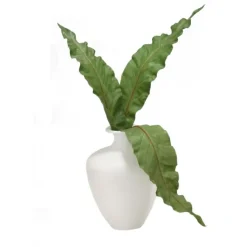 Anthurium Leaves in White Vase