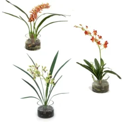 Assorted Orchid Plants, Each in Glass Cylinder (Set of 3)