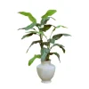 5'5  Banana Tree in Shellish Sand Planter
