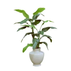 5'5  Banana Tree in Shellish Sand Planter