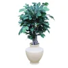 Banyan Tree in Shellish Sand Planter