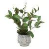 Basil and Salix in White and Blue Container