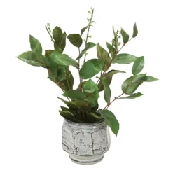 Basil and Salix in White and Blue Container