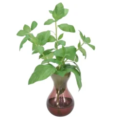 Basil in Purple Bulb Glass Vase (Set of 3)