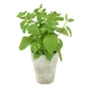 Basil Spray in Brushed Antique White Clay Pot