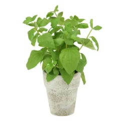 Basil Spray in Brushed Antique White Clay Pot