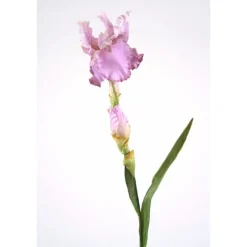 Bearded Iris in Lavender