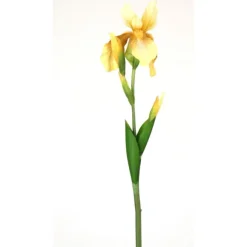 32" Bearded Iris Stem in Light Yellow (Sold in Multiples of 12)