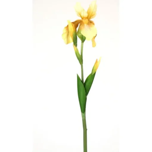 32" Bearded Iris Stem in Light Yellow (Sold in Multiples of 12)
