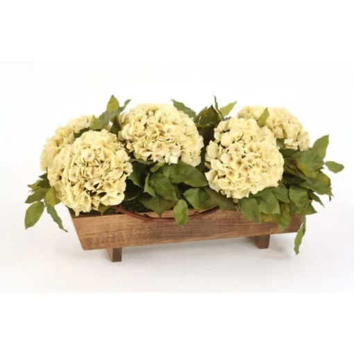 Beige Hydrangeas in Stained Wood Planter