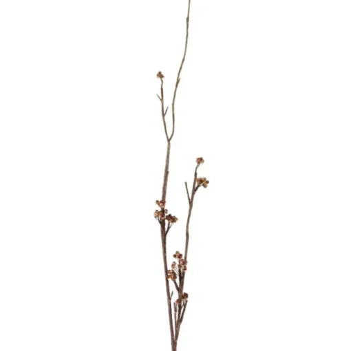 4.5' Berry Branch Mulberry  (Sold in Multiples of 6)