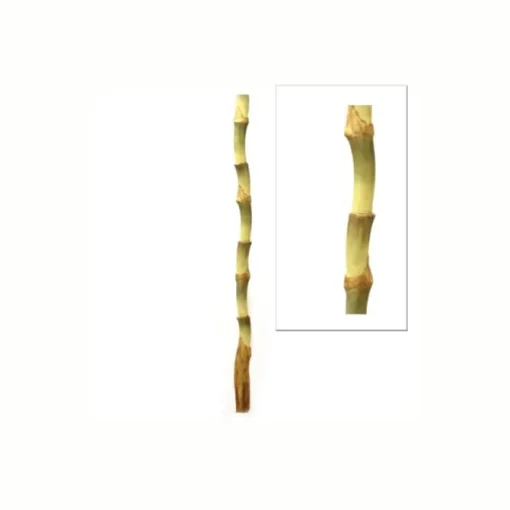 37" Bird of Paradise Stalk