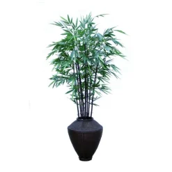 Black Bamboo in King Arthur Planter