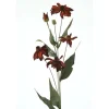 29" Black Eyed Susan in Dark Rust  (Sold in Multiples of 12)