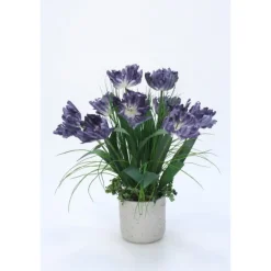 Blue Parrot Tulip in Concrete Planter