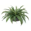Boston Fern in Low Black Wash Bowl