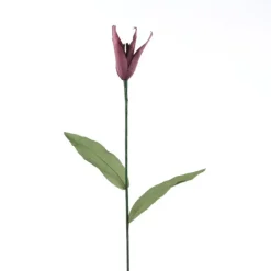 Bottle Tulip (Sold in Multiples of 12)