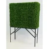 BOXWOOD HEDGE