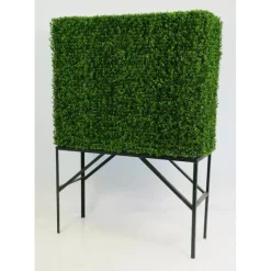 BOXWOOD HEDGE