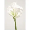 Calla Lily Open - Cream