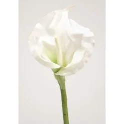 Calla Lily Open - Cream