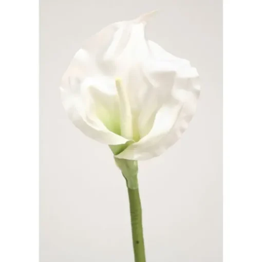 Calla Lily Open - Cream