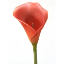 31" Calla Lily with Thick Stem Dark Rust