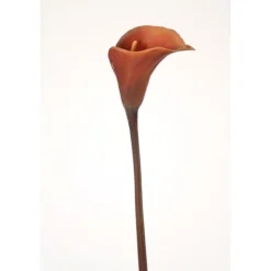 30.5" Cally Lily Stem in Dark Brown (Sold in Multiples of 12)