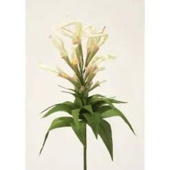 Cambridge Scarlet Bee Balm in Ivory Cream (Sold in Multiples of 4)