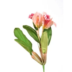 Cattleya Orchid in Sonia