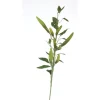 Chili Pepper Branch of Green