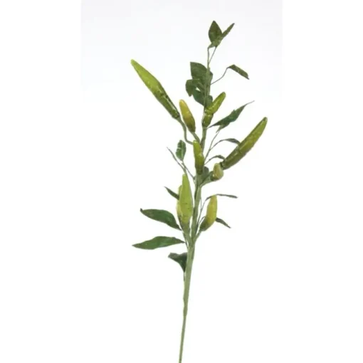 Chili Pepper Branch of Green