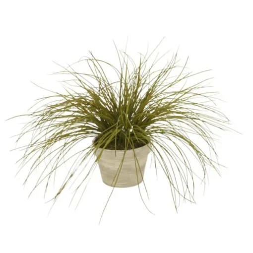 Clay Pot with Olive Grass
