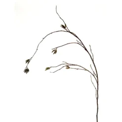 45" Corylus (Monkey Paws) Brown  (Set of 12)