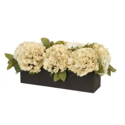 Cream and Beige Hydrangea in Black Box