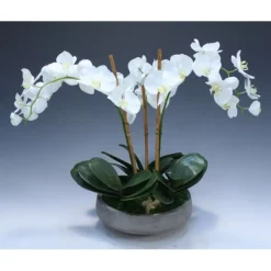 Cream White Phalaenopsis Orchid in Concrete Planter