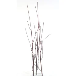 50" Curly Willow Branch in Brown   (Set of 12)