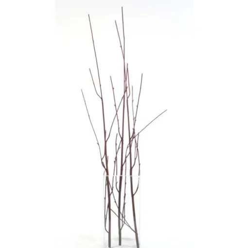 50" Curly Willow Branch in Brown   (Set of 12)
