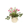 Cyclamen Orchid in Beige Pot