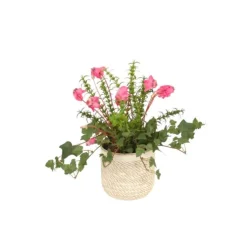 Cyclamen Orchid in Beige Pot