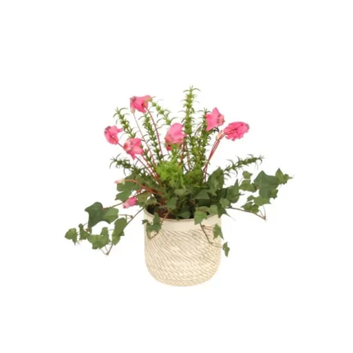 Cyclamen Orchid in Beige Pot
