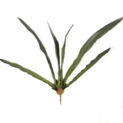 24" Cymbidium Leaf Plant No Roots  (Sold in Multiples of 6)