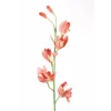 Cymbidium Orchid in Mauve