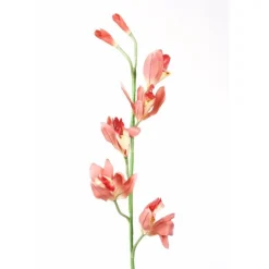 Cymbidium Orchid in Mauve