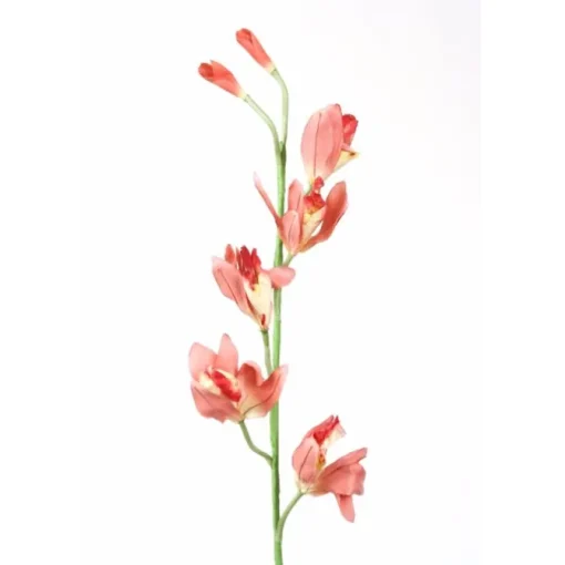 Cymbidium Orchid in Mauve