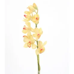 31" Cymbidium Stem x 1